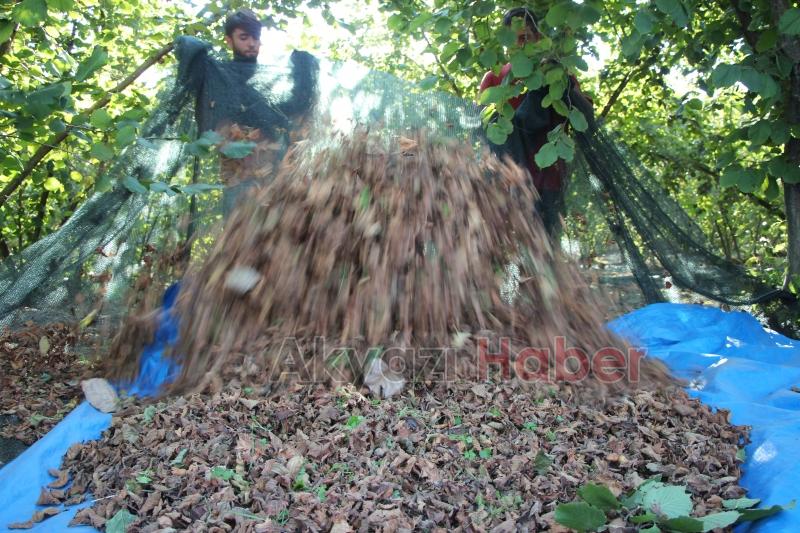 File örtüyle yapılan fındık hasadında maliyet düştü