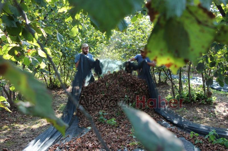 File örtüyle yapılan fındık hasadında maliyet düştü