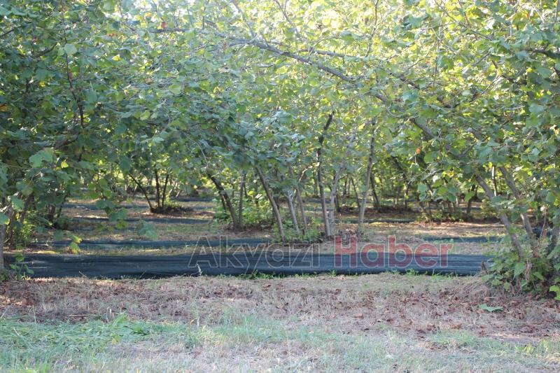 File örtüyle yapılan fındık hasadında maliyet düştü