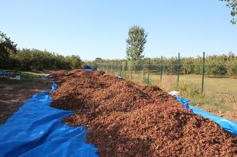 File örtüyle yapılan fındık hasadında maliyet düştü