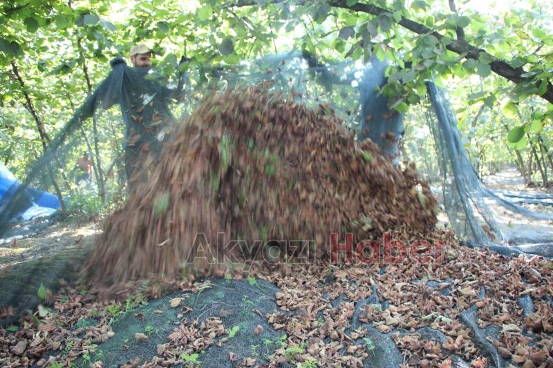 File örtüyle yapılan fındık hasadında maliyet düştü