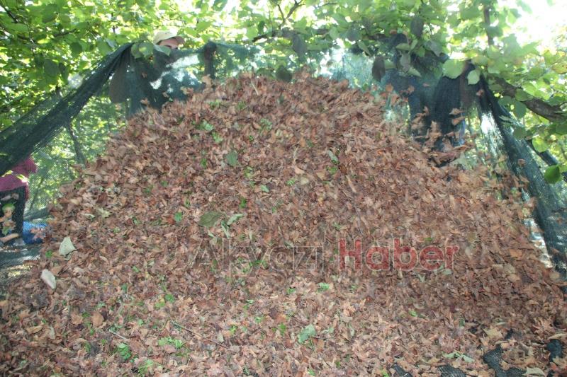 File örtüyle yapılan fındık hasadında maliyet düştü