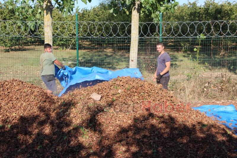 File örtüyle yapılan fındık hasadında maliyet düştü