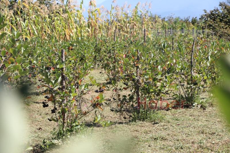 Süper meyve'nin kilosu 400 lira, talebe yetişemiyor