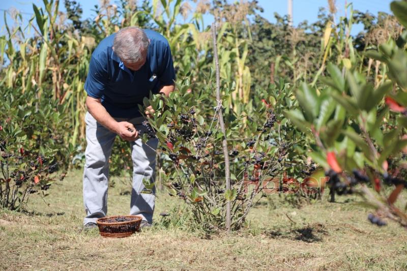 Süper meyve'nin kilosu 400 lira, talebe yetişemiyor