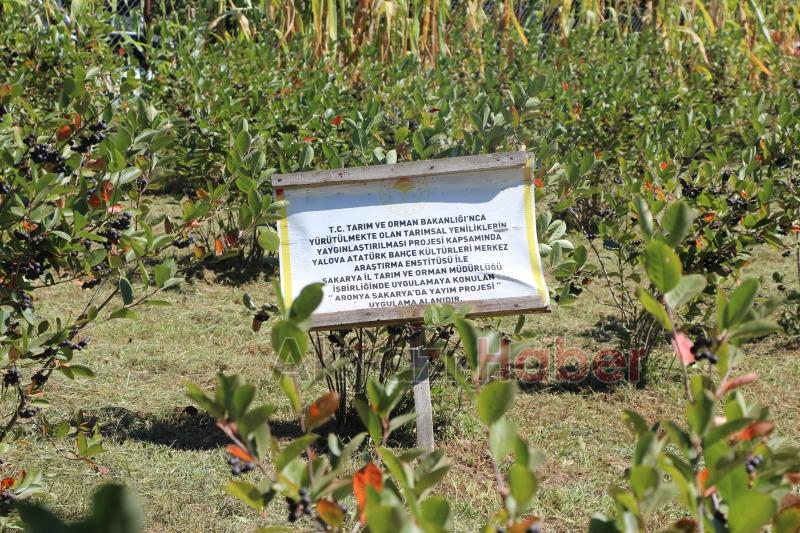 Süper meyve'nin kilosu 400 lira, talebe yetişemiyor