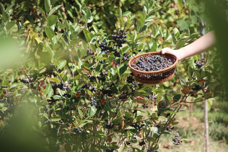 Süper meyve'nin kilosu 400 lira, talebe yetişemiyor