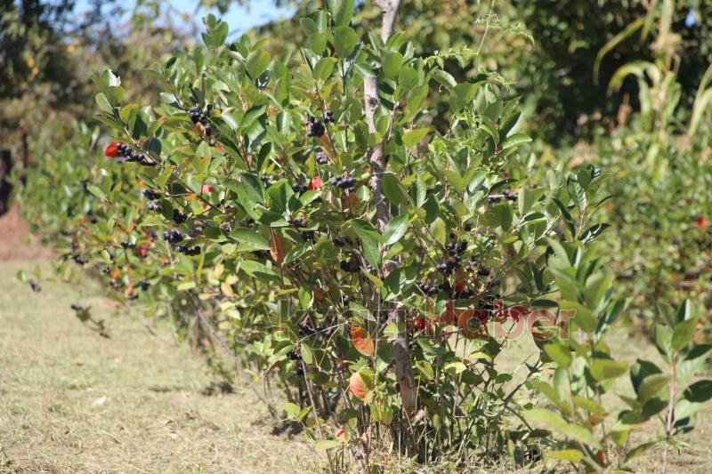 Süper meyve'nin kilosu 400 lira, talebe yetişemiyor