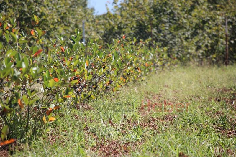Süper meyve'nin kilosu 400 lira, talebe yetişemiyor