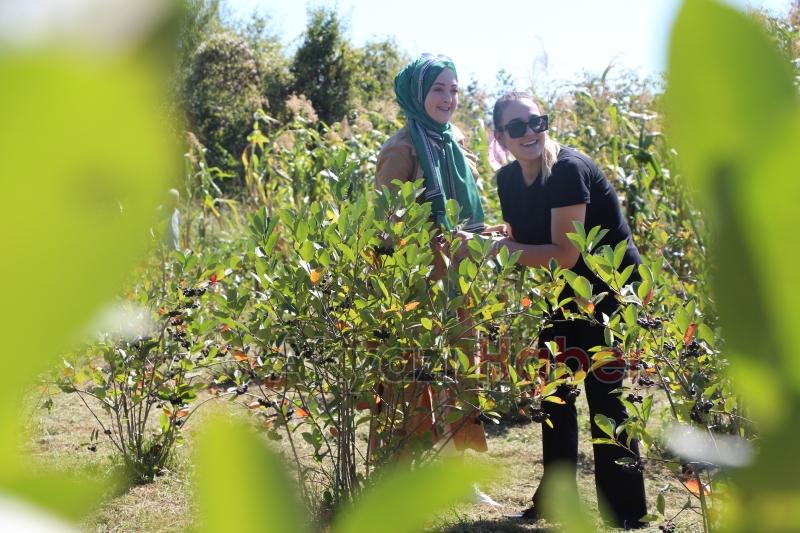 Süper meyve'nin kilosu 400 lira, talebe yetişemiyor