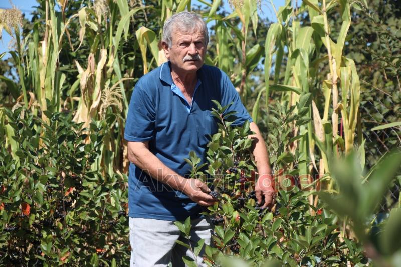 Süper meyve'nin kilosu 400 lira, talebe yetişemiyor