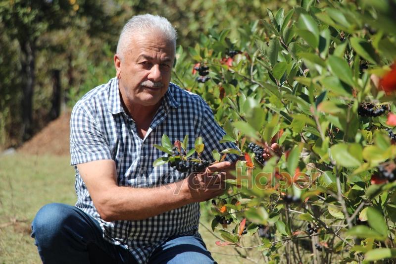 Süper meyve'nin kilosu 400 lira, talebe yetişemiyor