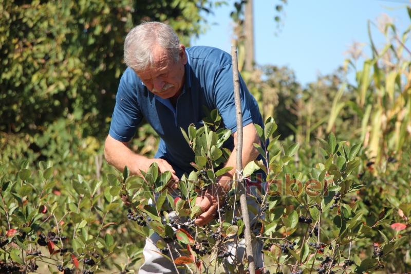 Süper meyve'nin kilosu 400 lira, talebe yetişemiyor