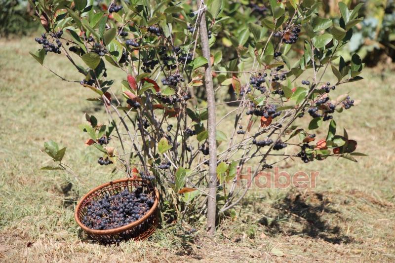 Süper meyve'nin kilosu 400 lira, talebe yetişemiyor