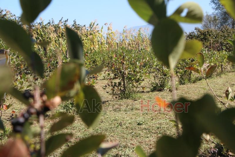 Süper meyve'nin kilosu 400 lira, talebe yetişemiyor