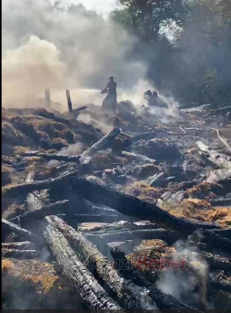 Hendek'te yangın faciası büyükbaş hayvanlar telef oldu