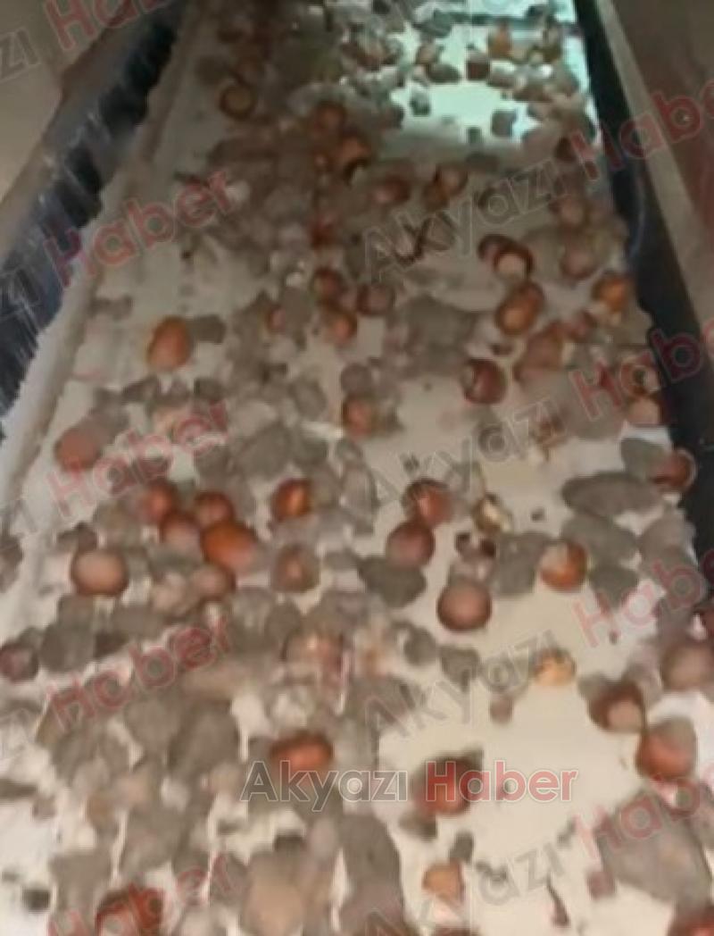 Fındık diye taş satıyorlardı bakın ne yaptı