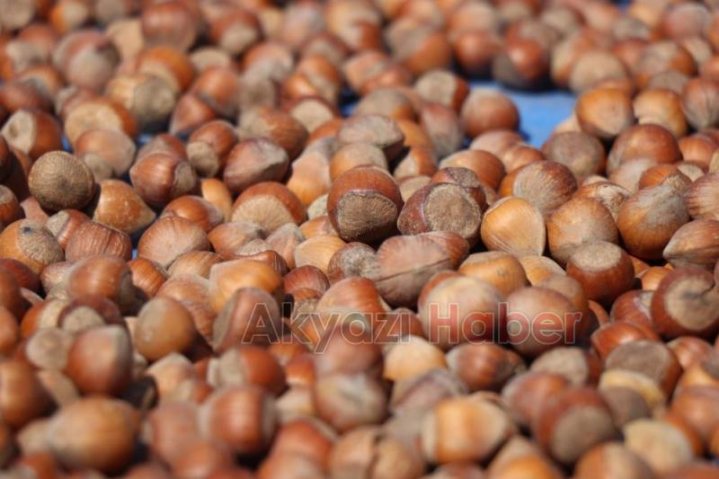 Fındık fiyatında güncelleme isteniyordu: TMO'dan açıklama geldi