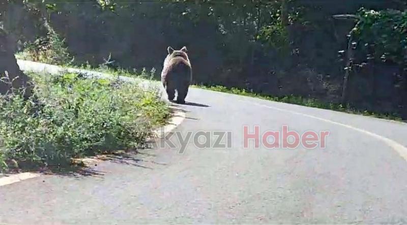 Boz ayı böyle görüntülendi