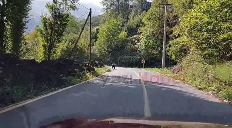 Boz ayı böyle görüntülendi