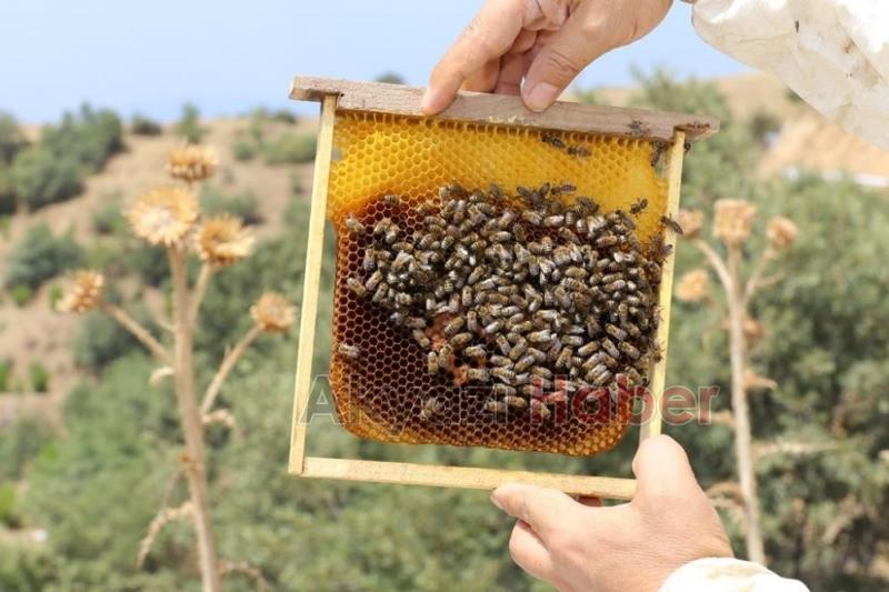 963 bin 43 koloni kapasiteli 752 bal ormanı kuruldu