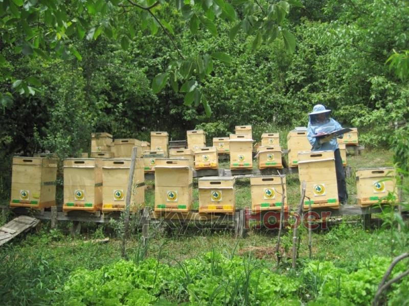 963 bin 43 koloni kapasiteli 752 bal ormanı kuruldu