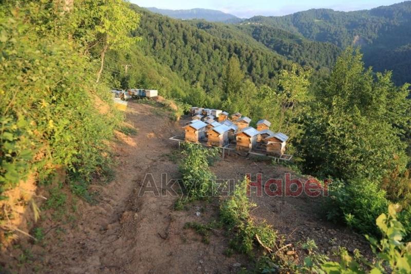 963 bin 43 koloni kapasiteli 752 bal ormanı kuruldu