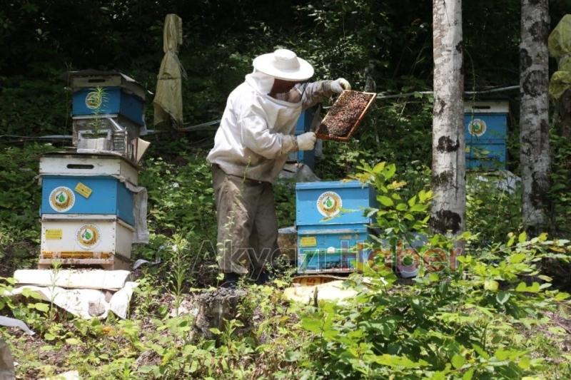 963 bin 43 koloni kapasiteli 752 bal ormanı kuruldu