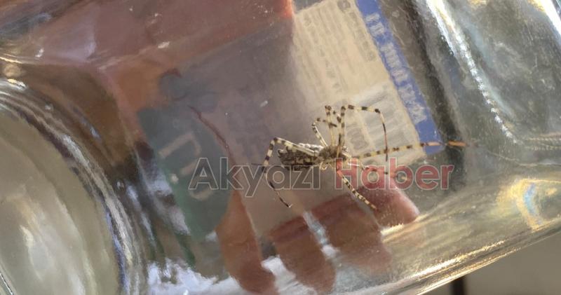 Dünyanın en zehirli örümcekleri arasında, Bilecik'te görüldü