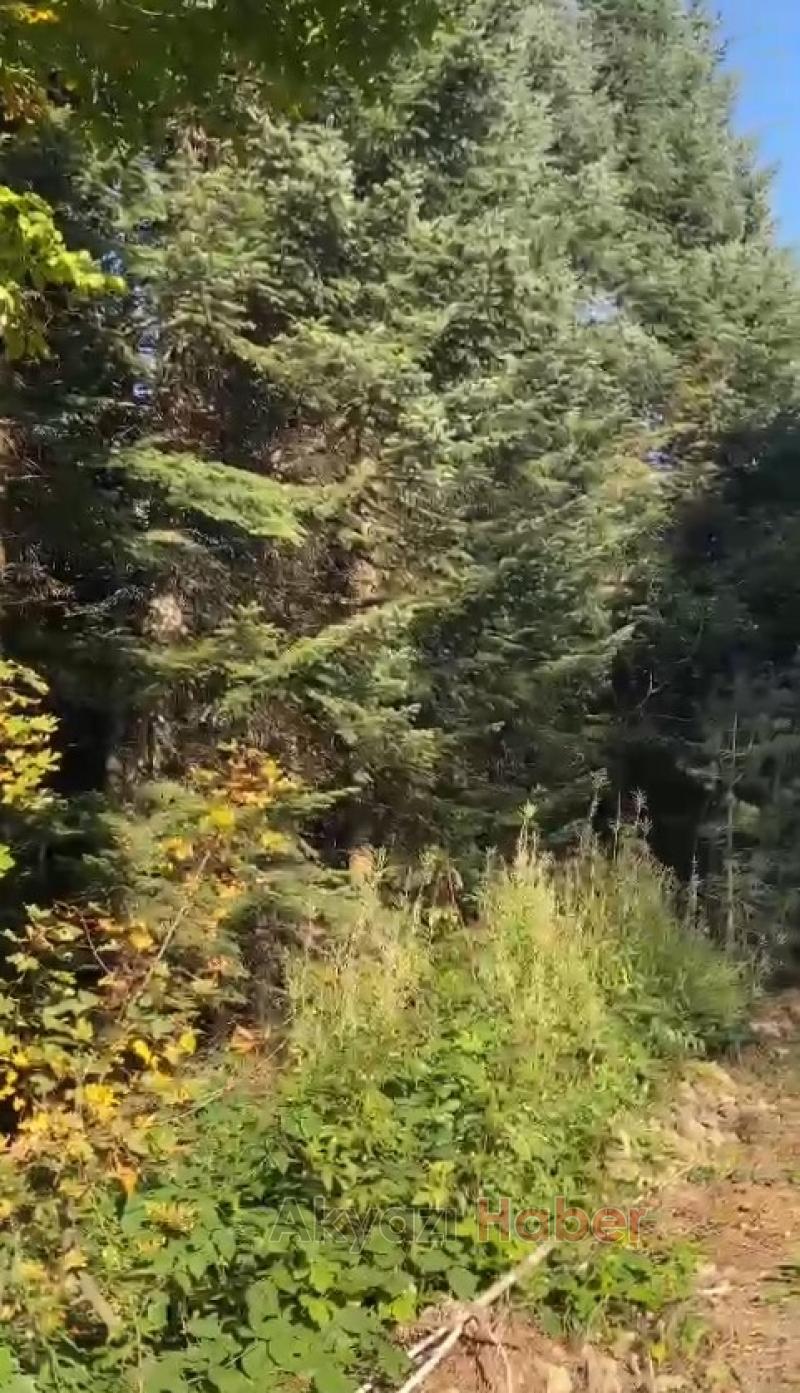 Kayıp inekleri Milli sporcu buldu