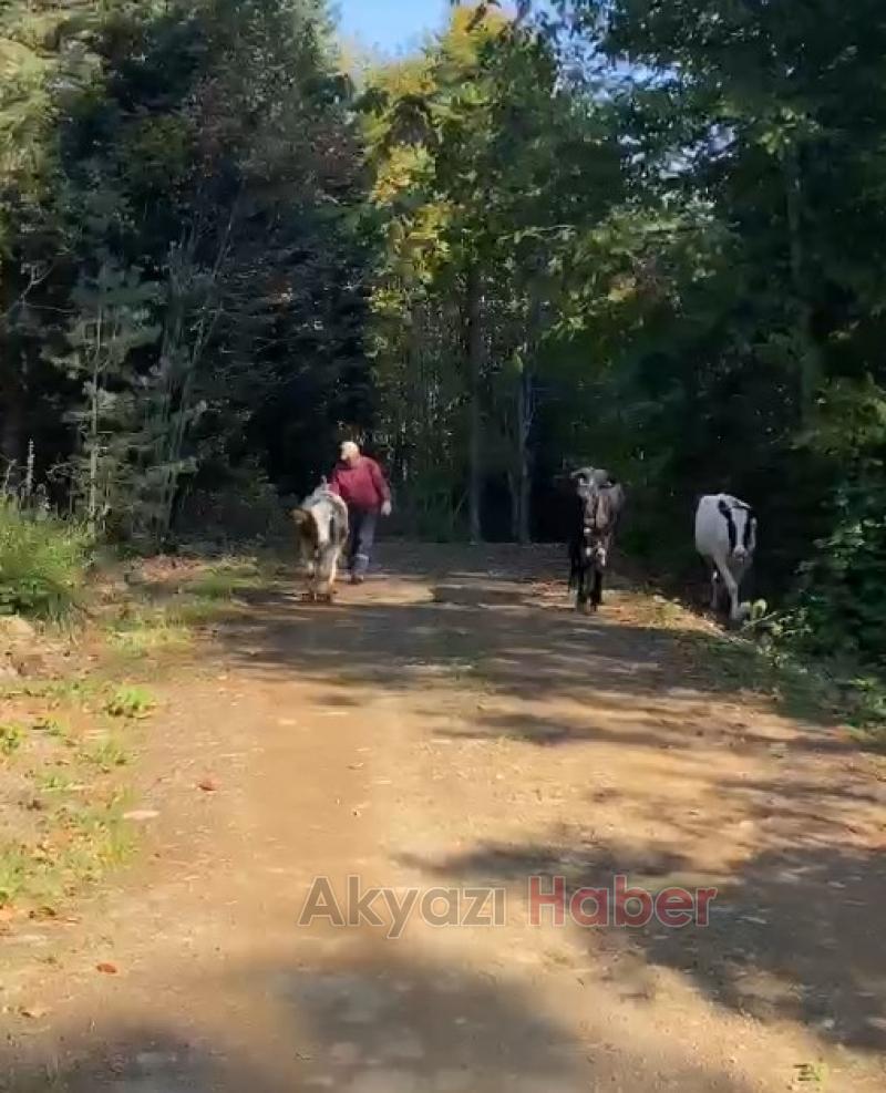 Kayıp inekleri Milli sporcu buldu