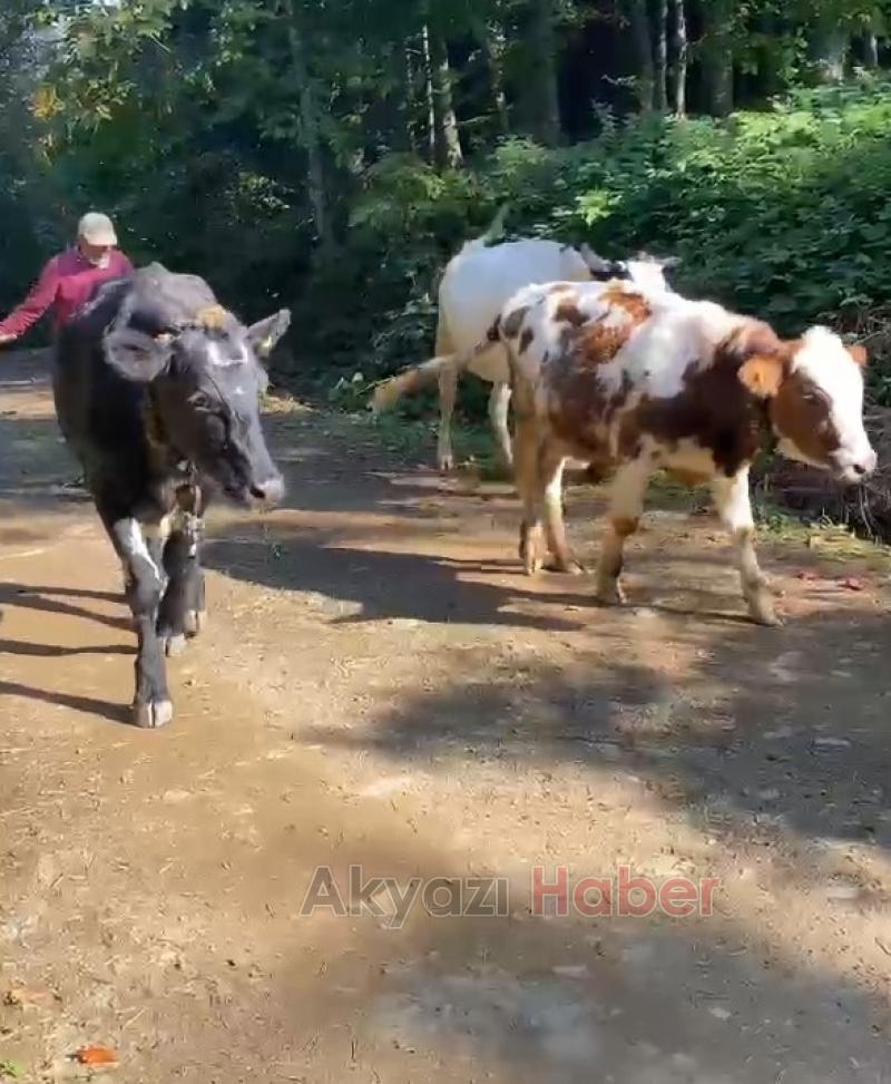 Kayıp inekleri Milli sporcu buldu