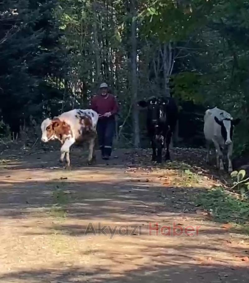 Kayıp inekleri Milli sporcu buldu