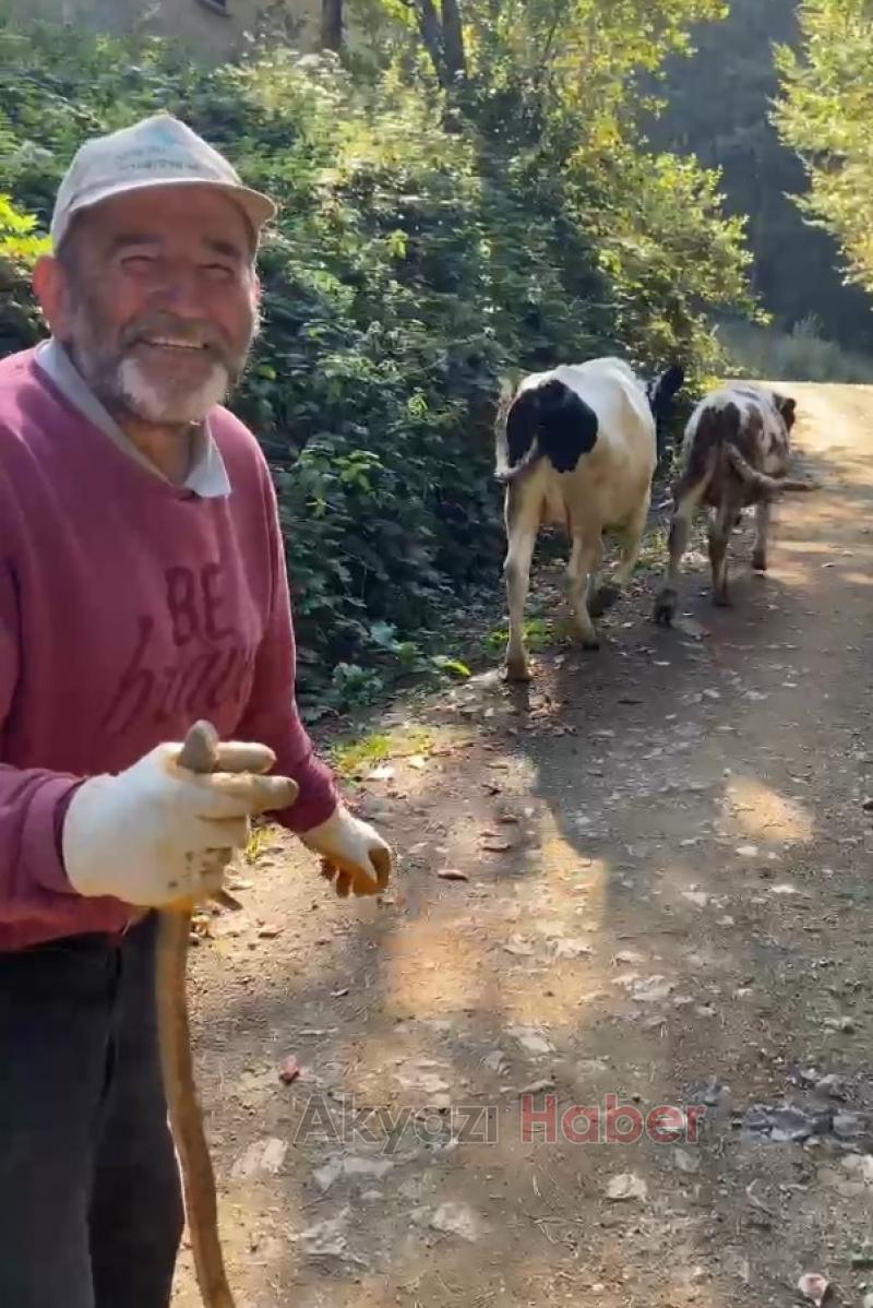 Kayıp inekleri Milli sporcu buldu