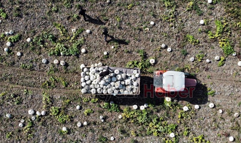 Bal kabağında hasat başladı