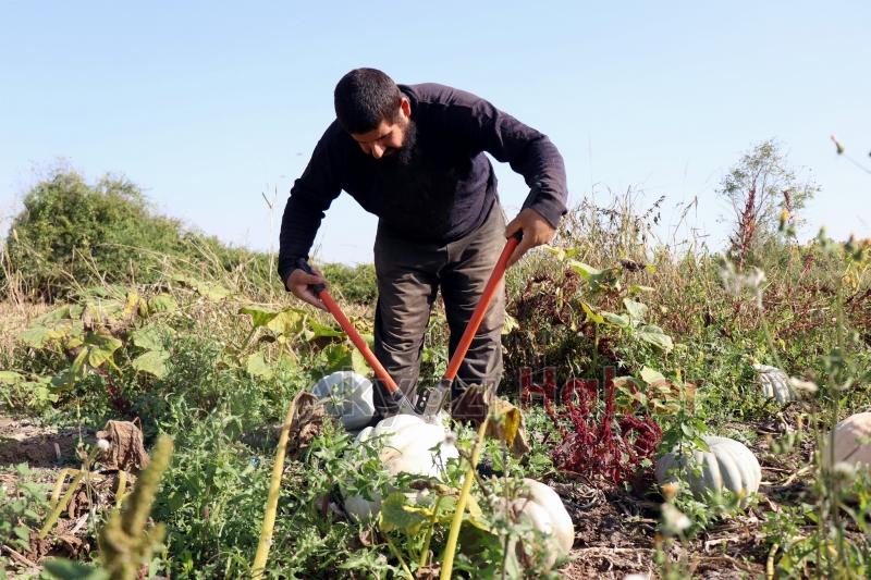 Bal kabağında hasat başladı