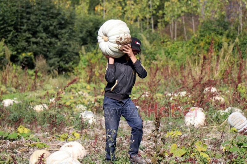Bal kabağında hasat başladı