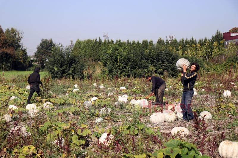 Bal kabağında hasat başladı