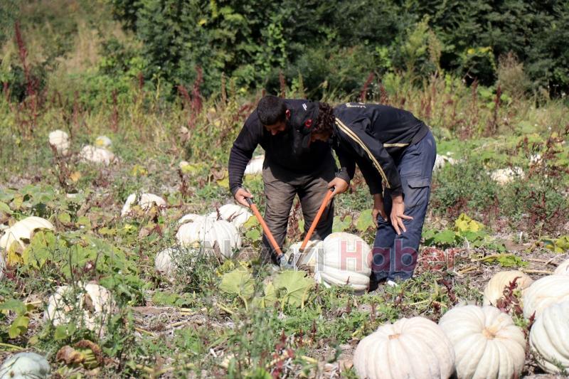 Bal kabağında hasat başladı