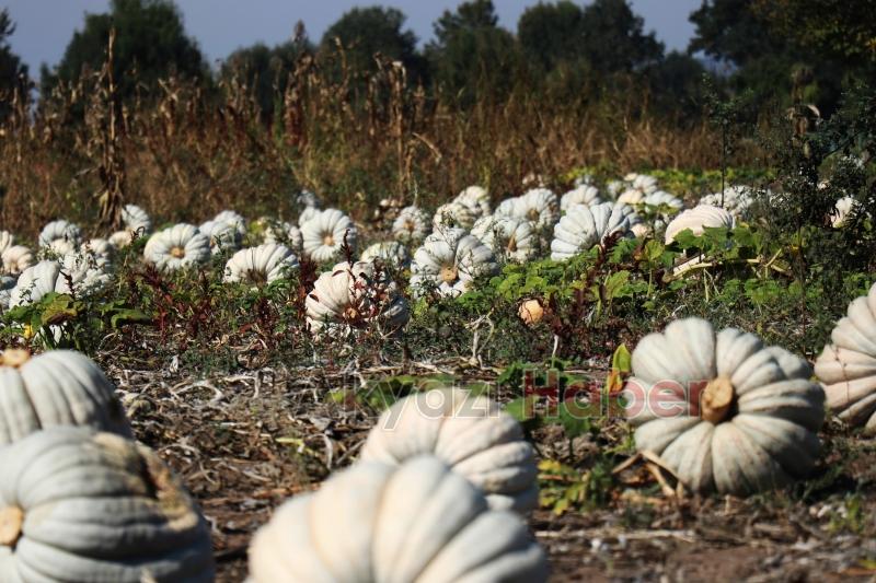 Bal kabağında hasat başladı