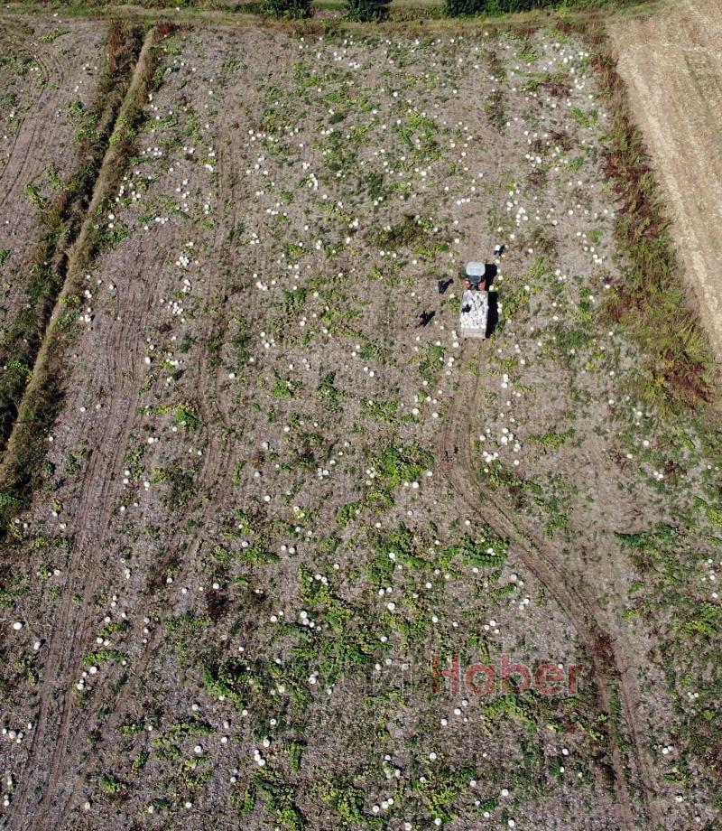 Bal kabağında hasat başladı