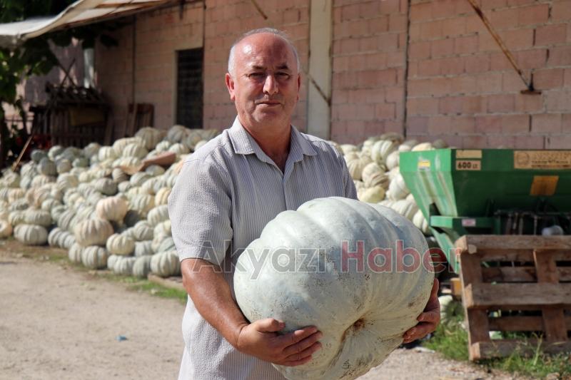 Bal kabağında hasat başladı