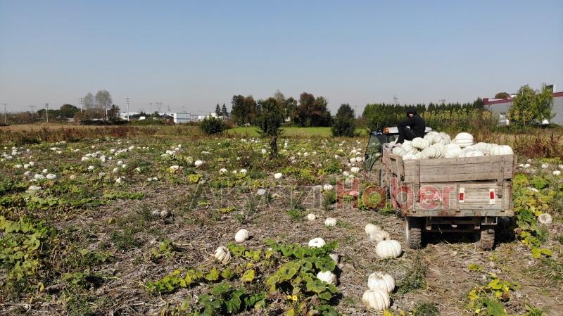 Bal kabağında hasat başladı