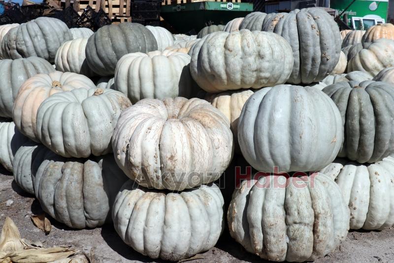 Bal kabağında hasat başladı