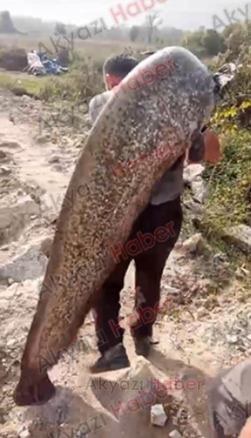 2 metreden büyük dev yayını böyle yakalamış