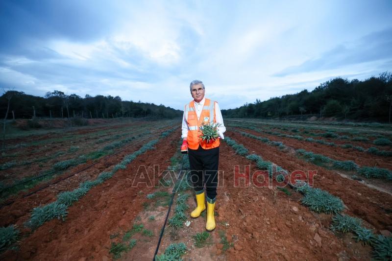 Botanik Vadi'de adaçayı hasadı