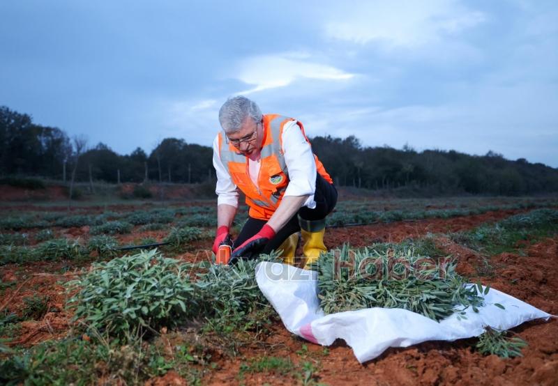 Botanik Vadi'de adaçayı hasadı