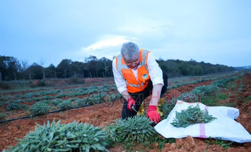 Botanik Vadi'de adaçayı hasadı