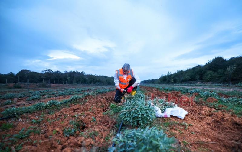 Botanik Vadi'de adaçayı hasadı