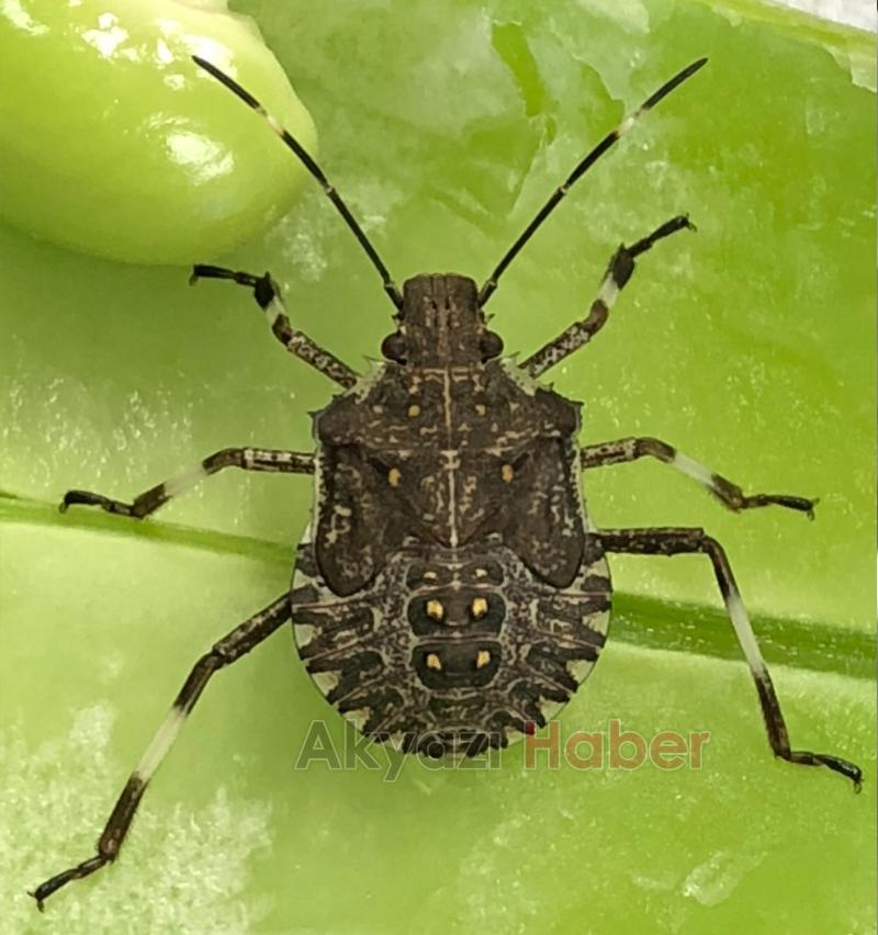 Kahverengi kokarca böceğine karşı samuray arıcığı!